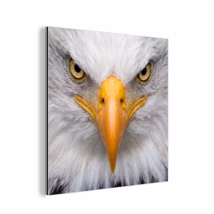 Amerikaans - Zeearend - Portret - Geel aluminium wit klein -3d