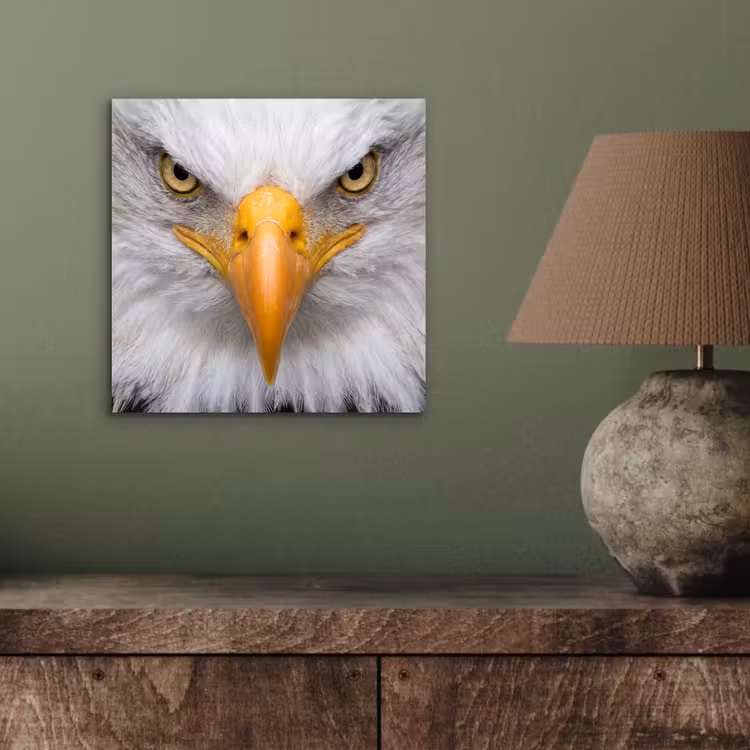 Amerikaans - Zeearend - Portret - Geel aluminium wit klein -sfeer2