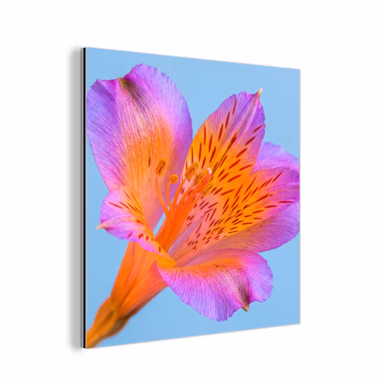Bloem - Detail - Kleurrijk aluminium wit klein -3d