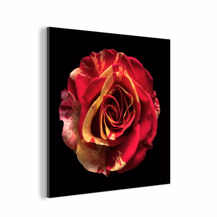 Bloem - Roos - Rood - Zwart aluminium wit klein -3d