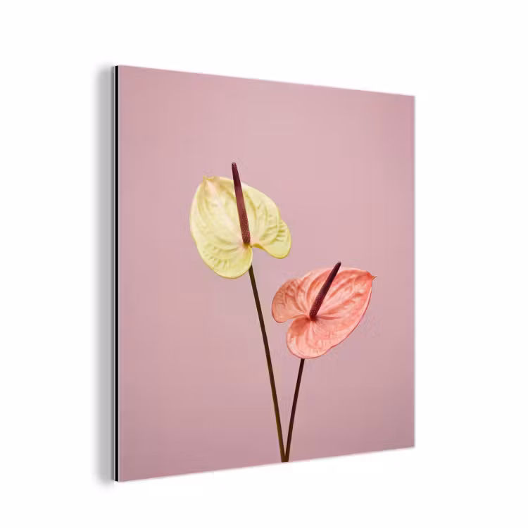 Bloemen - Anthuriums - Geel - Roze aluminium wit klein -3d