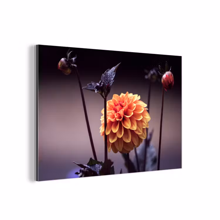 Bloemen - Chrysant - Macro - Planten aluminium wit klein -3d