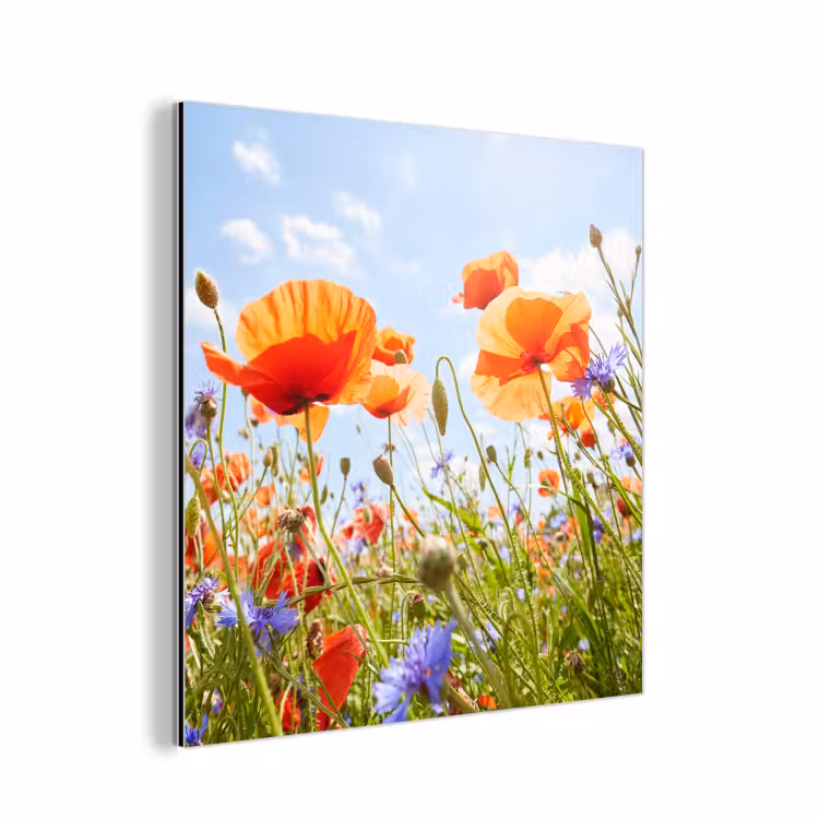 Bloemen - Klaproos - Lente - Natuur - Rood - Blauw aluminium wit klein -3d