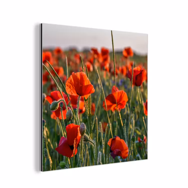 Bloemen - Klaprozen - Natuur - Rood aluminium wit klein -3d