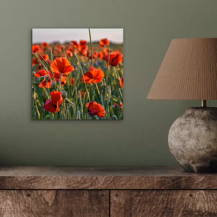 Bloemen - Klaprozen - Natuur - Rood aluminium wit klein -sfeer2
