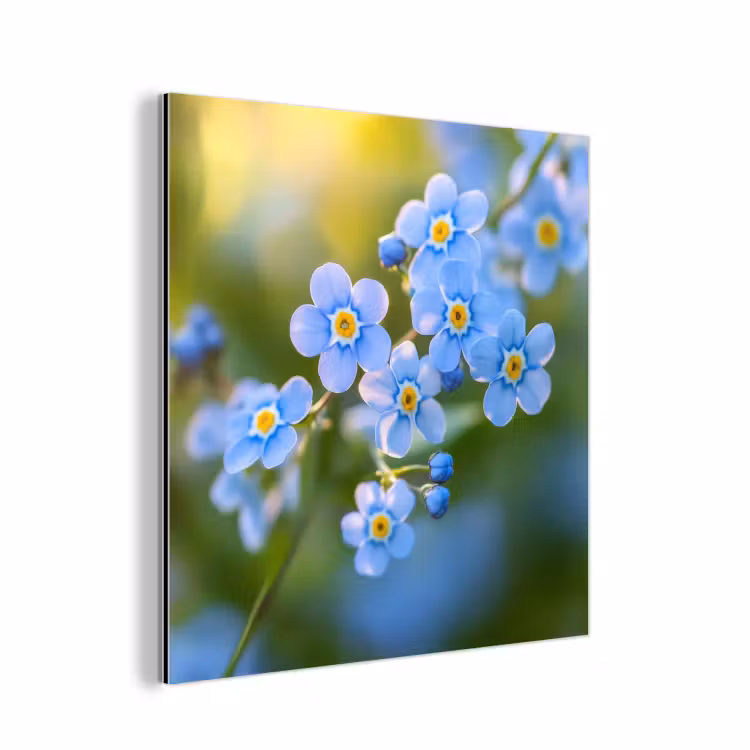 Bloemetjes - Blauw - Vergeet mij nietjes aluminium wit klein -3d