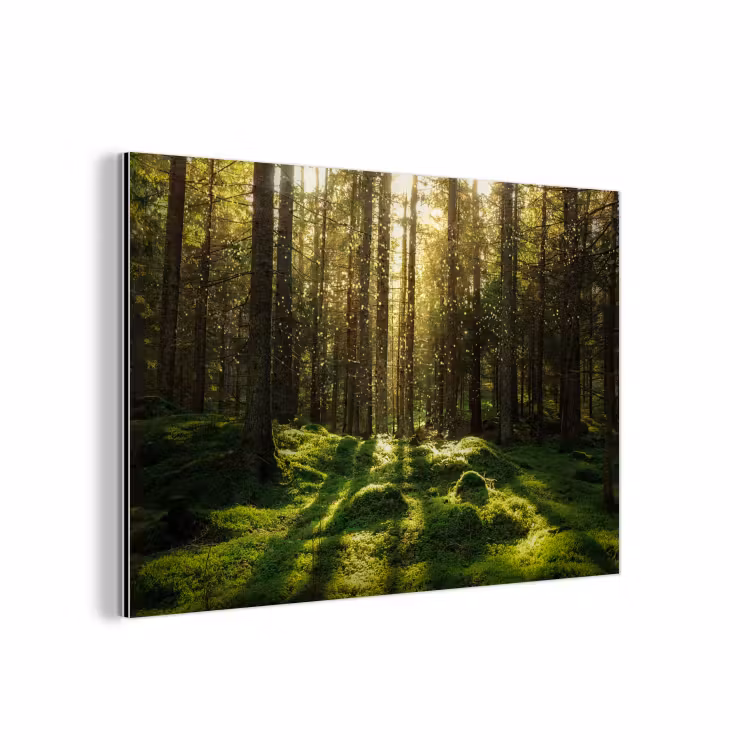 Bomen - Bos - Mos - Planten - Zon - Natuur aluminium wit klein -3d