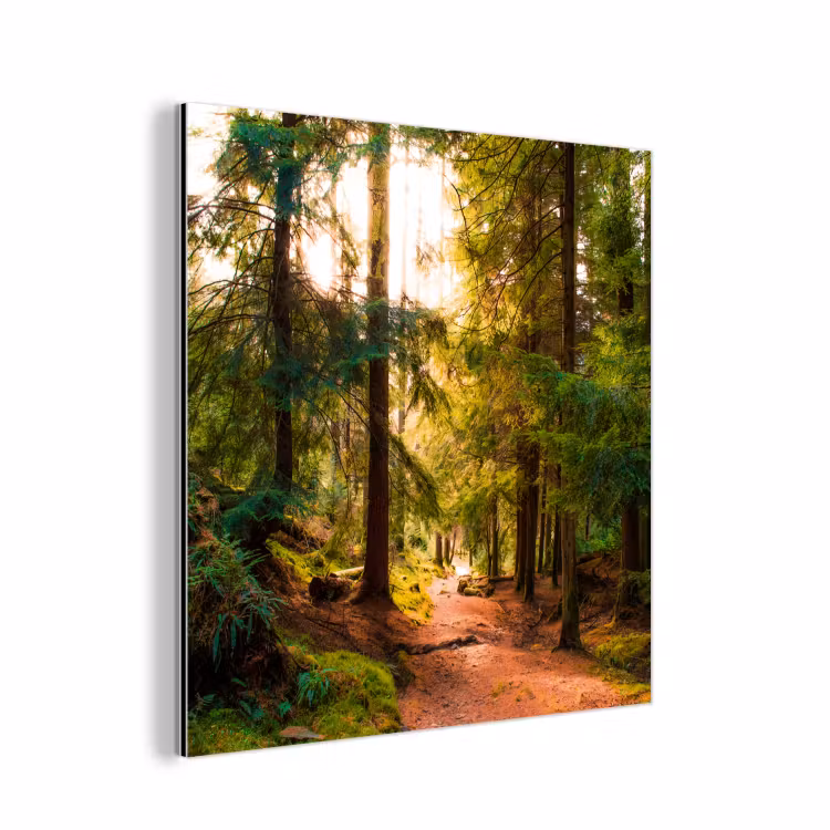 Bos - Pad - Bomen - Groen - Zon - Natuur aluminium wit klein -3d