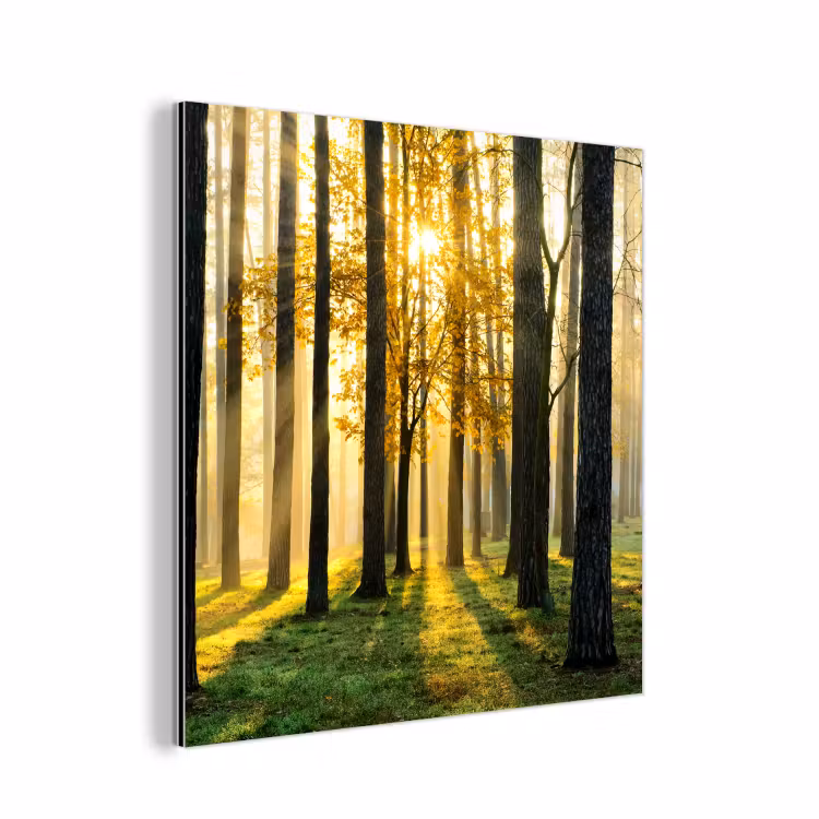 Bos - Zon - Bomen - Gras - Landschap - Natuur aluminium wit klein -3d
