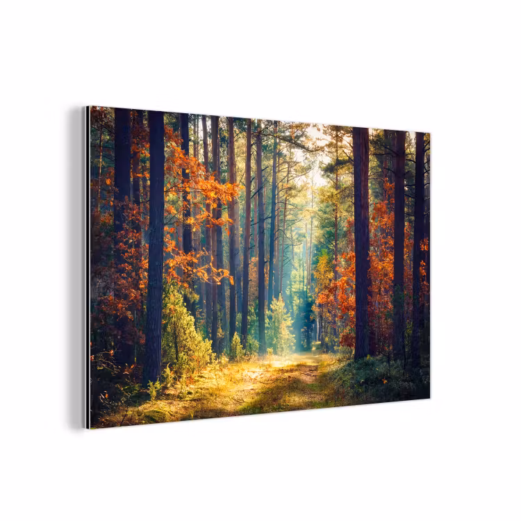 Bos - Zon - Natuur - Herfst aluminium wit klein -3d