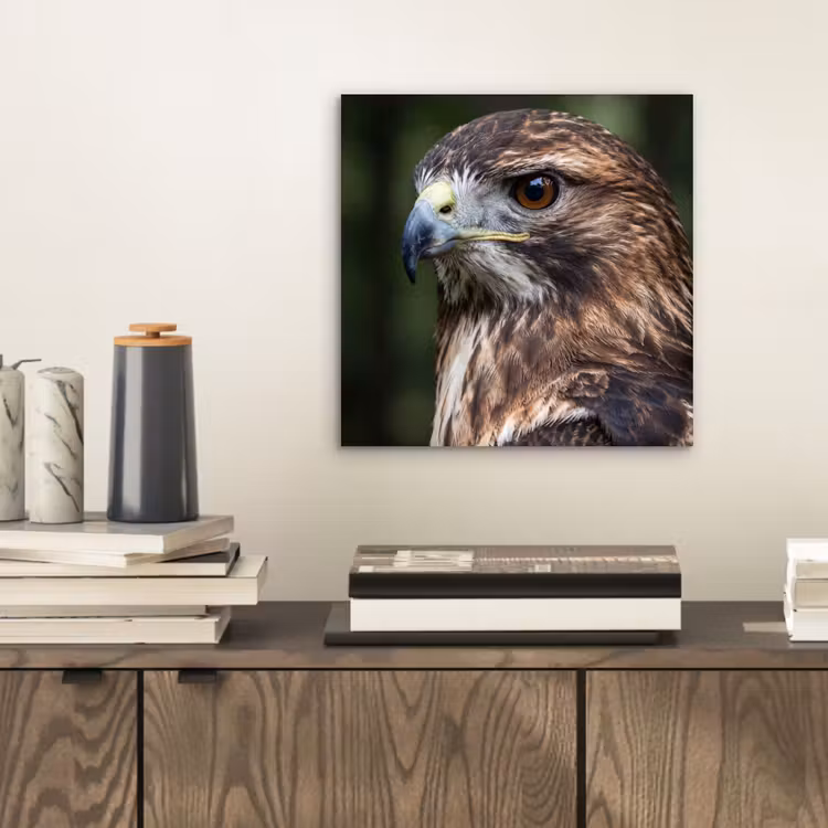Buizerd - Roofvogel - Natuur - Bruin aluminium wit klein -sfeer1