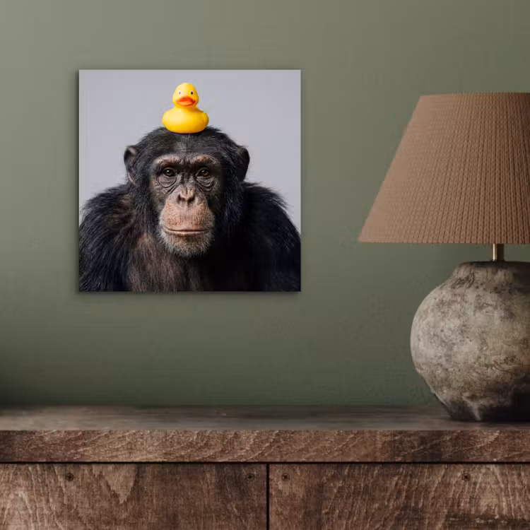 Chimpansee - Badeend - Grijs aluminium wit klein -sfeer2