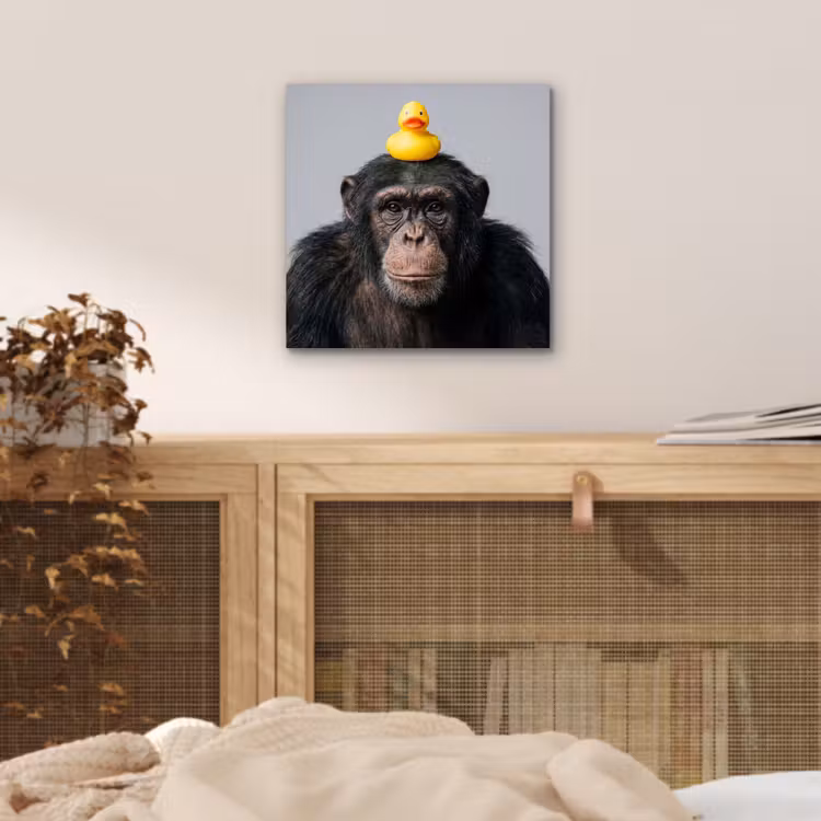 Chimpansee - Badeend - Grijs aluminium wit klein -sfeer3