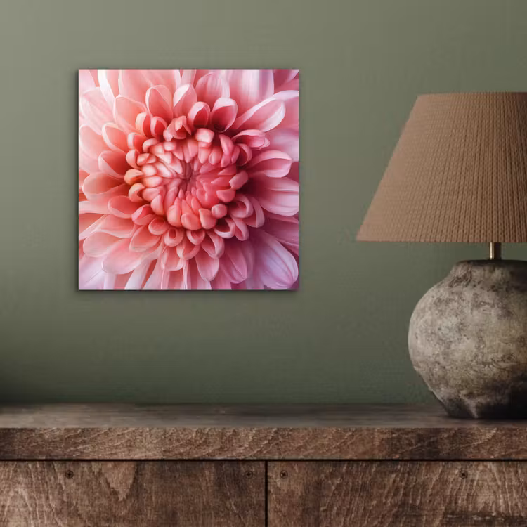 Dahlia - Bloem - Close up - Roze aluminium wit klein -sfeer2