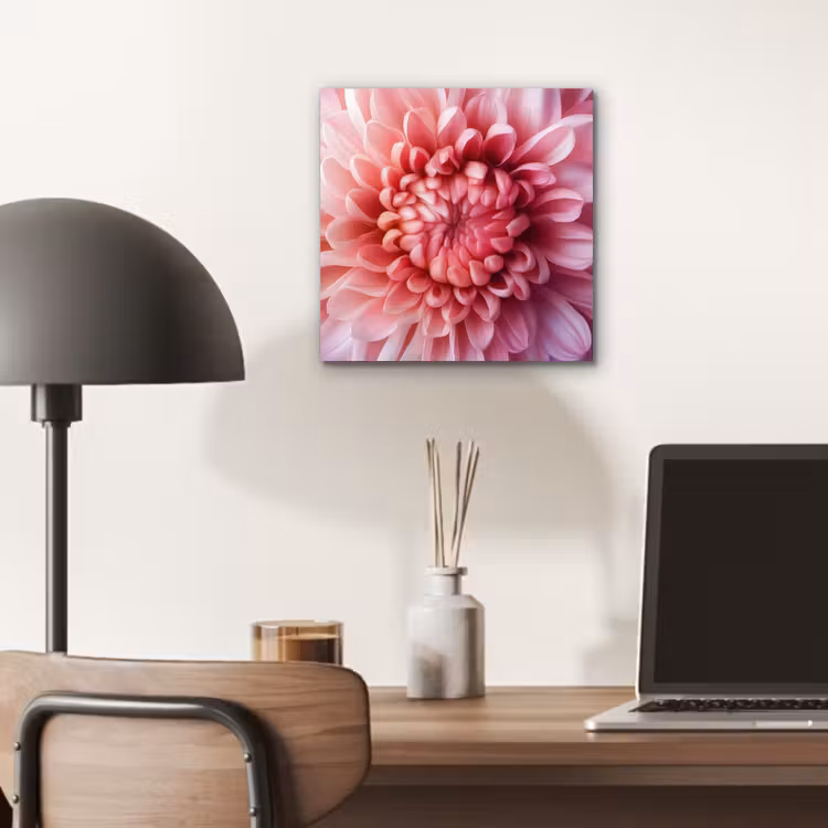 Dahlia - Bloem - Close up - Roze aluminium wit klein -sfeer5