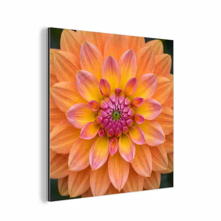 Dahlia - Bloem - Oranje aluminium wit klein -3d