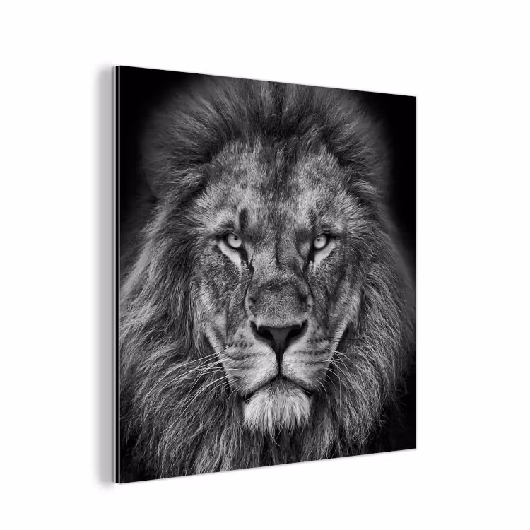 Dieren - Leeuw - Zwart - Wit - Portret aluminium wit klein -3d