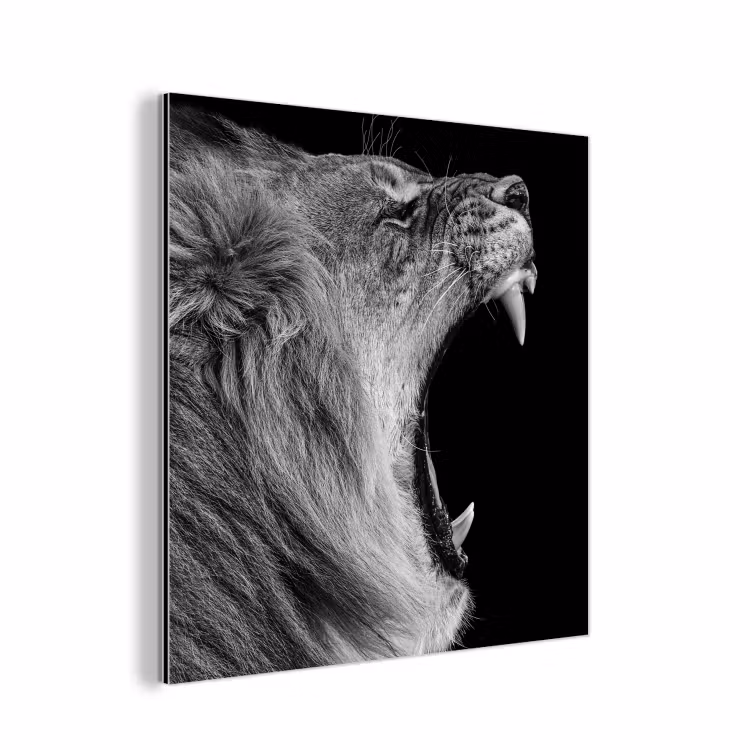 Dieren - Leeuw - Zwart - Wit - Portret aluminium wit klein -3d