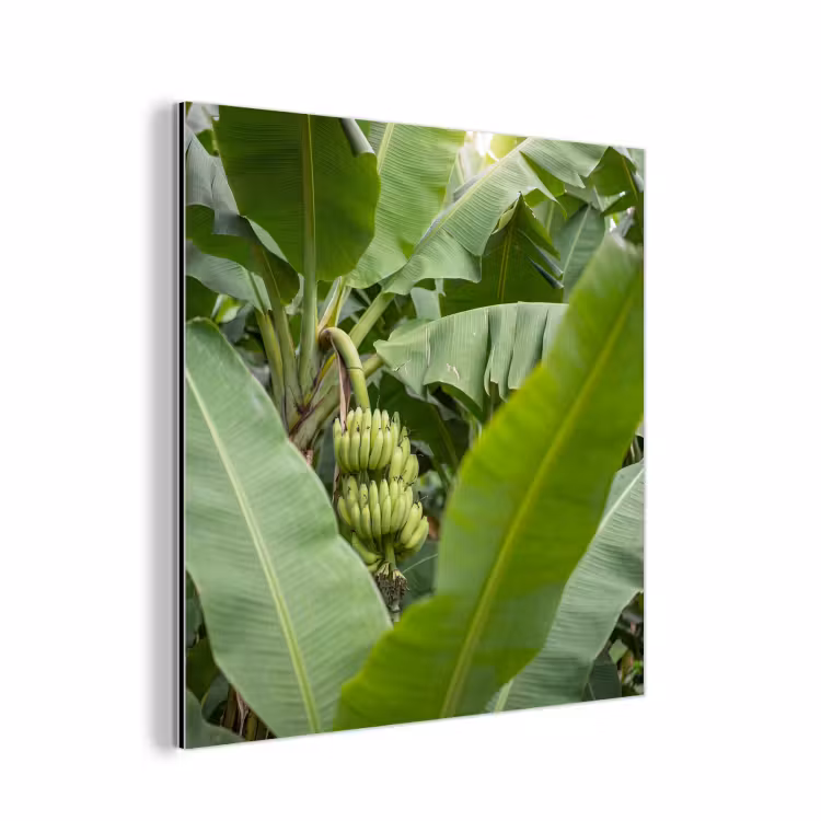 Eten - Bananen - Plantage - Groen aluminium wit klein -3d