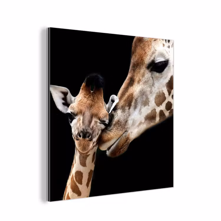 Giraffe - Dieren - Zwart - Portret - Dieren aluminium wit klein -3d