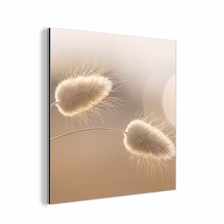Hazestaartgras - Graanharen - Zonlicht aluminium wit klein -3d