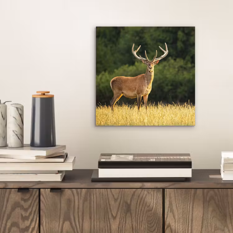 Hert - Gewei - Gras - Natuur - Dieren - Groen aluminium wit klein -sfeer1