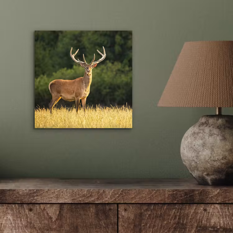 Hert - Gewei - Gras - Natuur - Dieren - Groen aluminium wit klein -sfeer2