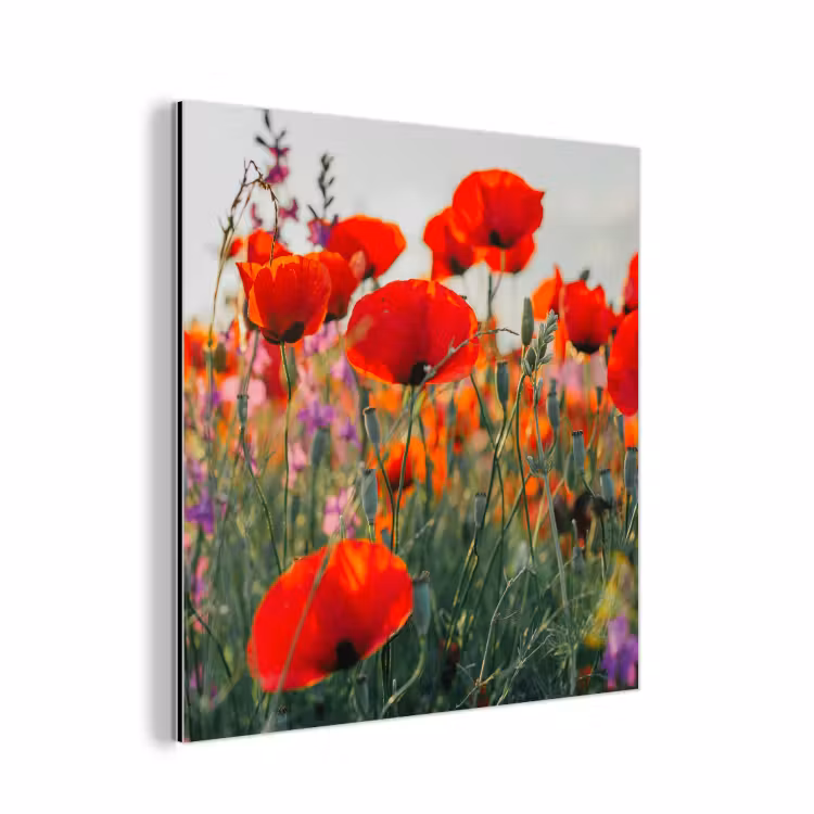 Klaproos - Bloemen - Rood - Paars - Weide aluminium wit klein -3d