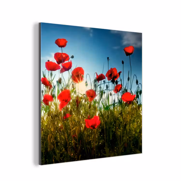 Klaprozen - Toscane - Zon - Rood - Blauw aluminium wit klein -3d