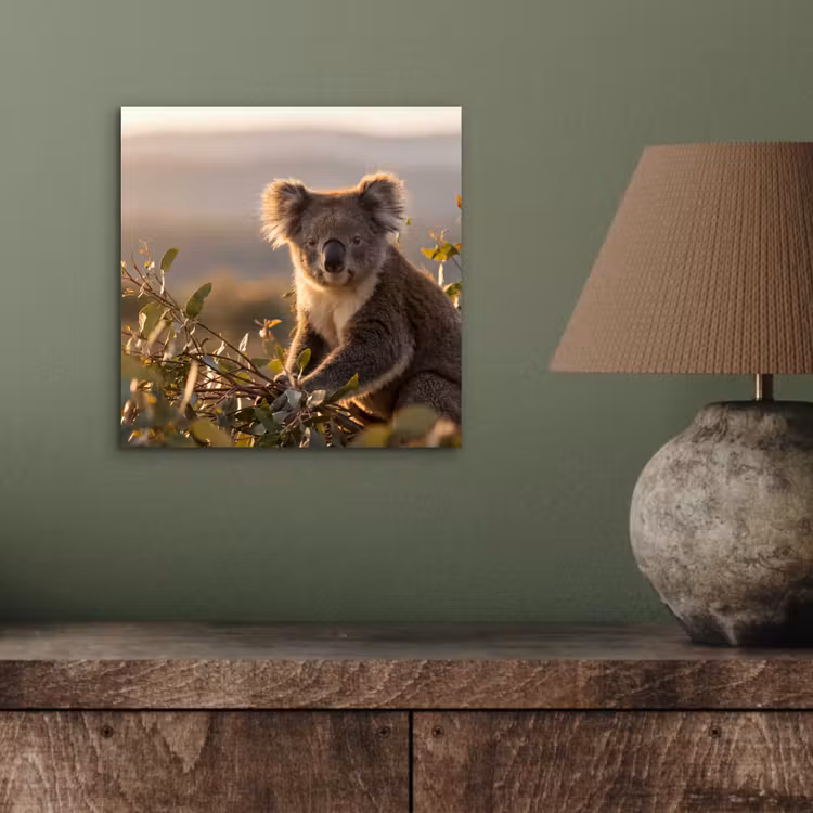Koala - Bladeren - Ochtendlicht aluminium wit klein -sfeer2