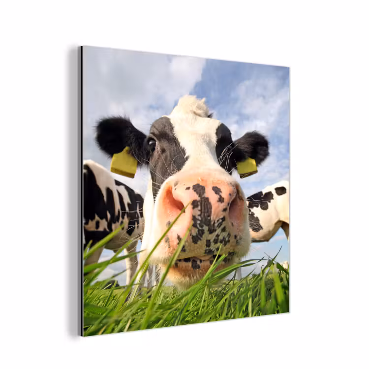 Koe - Boerderij - Gras - Dieren aluminium wit klein -3d