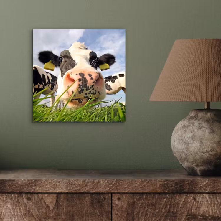 Koe - Boerderij - Gras - Dieren aluminium wit klein -sfeer2
