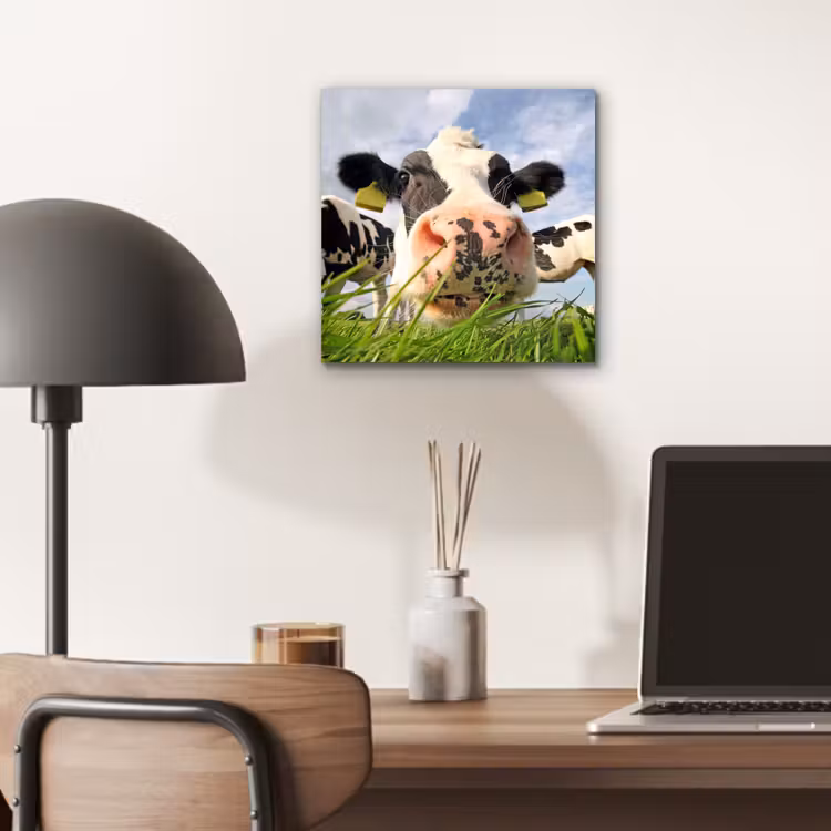 Koe - Boerderij - Gras - Dieren aluminium wit klein -sfeer5