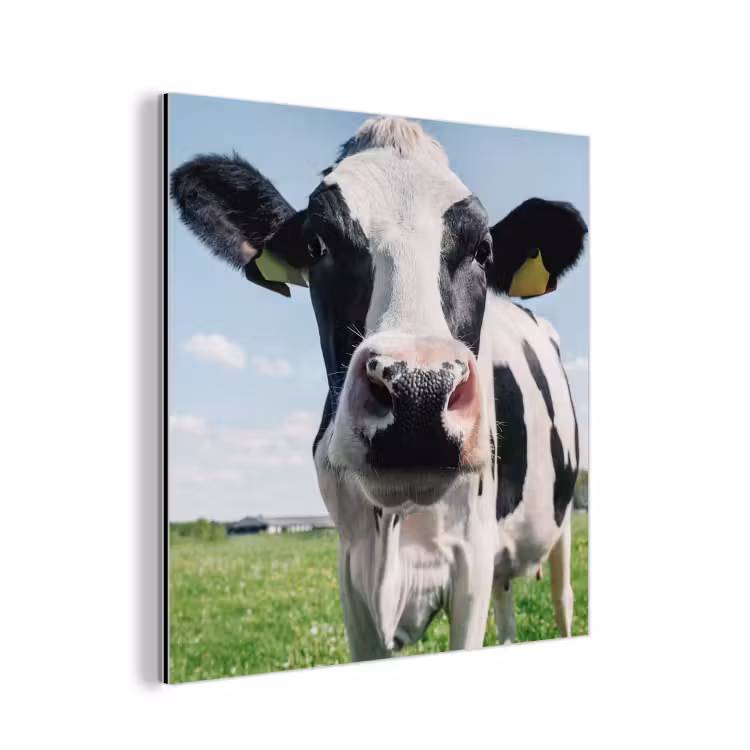 Koe - Weiland - Natuur - Dieren - Gras aluminium wit klein -3d