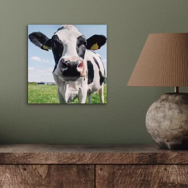Koe - Weiland - Natuur - Dieren - Gras aluminium wit klein -sfeer2