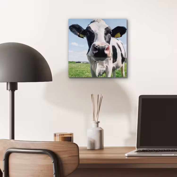 Koe - Weiland - Natuur - Dieren - Gras aluminium wit klein -sfeer5