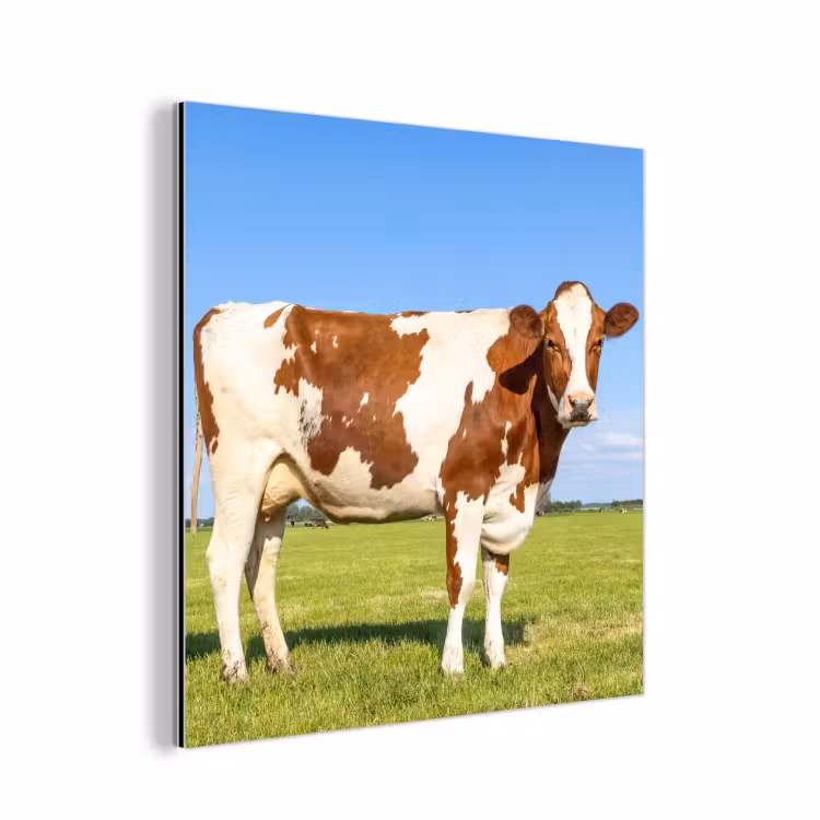 Koeien - Boerderij - Gras- Natuur - Dieren aluminium wit klein -3d