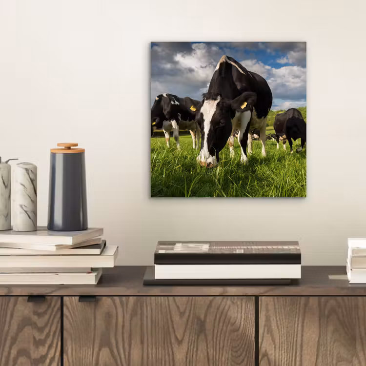 Koeien - Dieren - Gras - Weiland - Boerderij aluminium wit klein -sfeer1