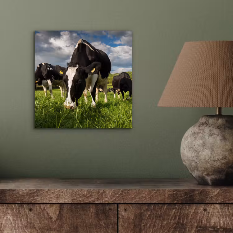 Koeien - Dieren - Gras - Weiland - Boerderij aluminium wit klein -sfeer2