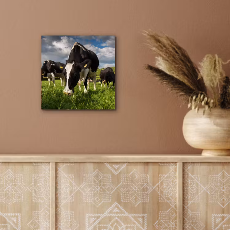 Koeien - Dieren - Gras - Weiland - Boerderij aluminium wit klein -sfeer4