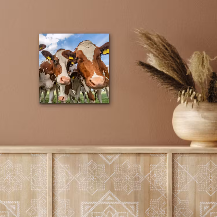 Koeien - Dieren - Weiland - Natuur aluminium wit klein -sfeer4