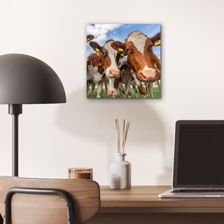 Koeien - Dieren - Weiland - Natuur aluminium wit klein -sfeer5
