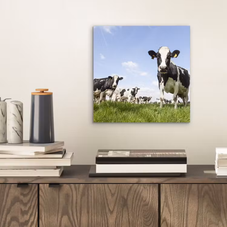 Koeien - Gras - Dieren - Zon - Boerderij aluminium wit klein -sfeer1