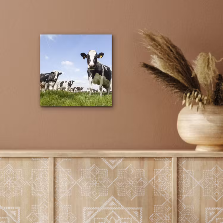 Koeien - Gras - Dieren - Zon - Boerderij aluminium wit klein -sfeer4
