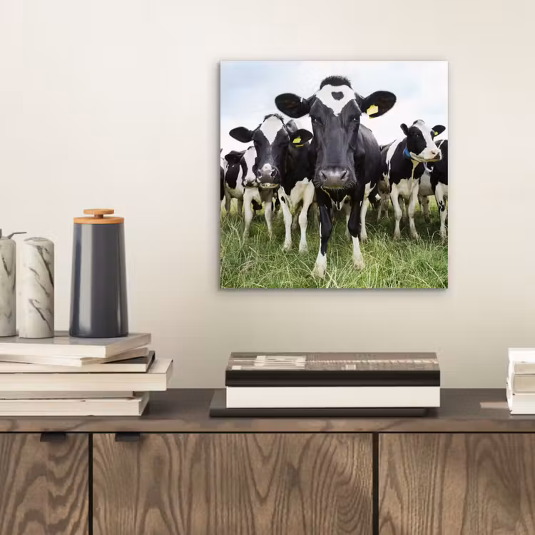 Koeien - Gras - Lente - Dieren - Weiland - Boerderij aluminium wit klein -sfeer1