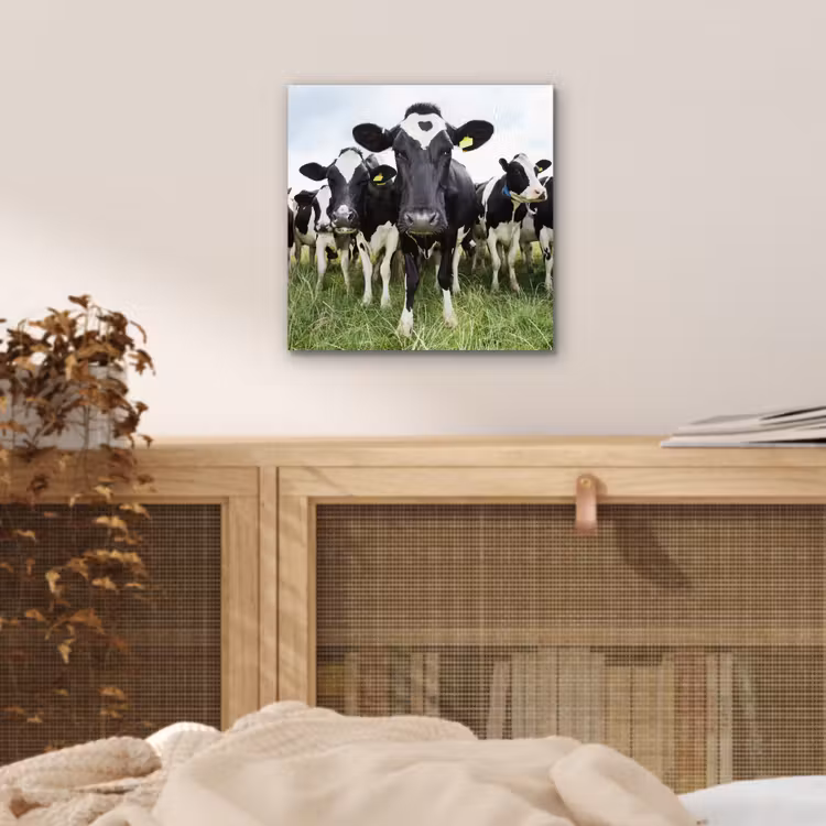 Koeien - Gras - Lente - Dieren - Weiland - Boerderij aluminium wit klein -sfeer3