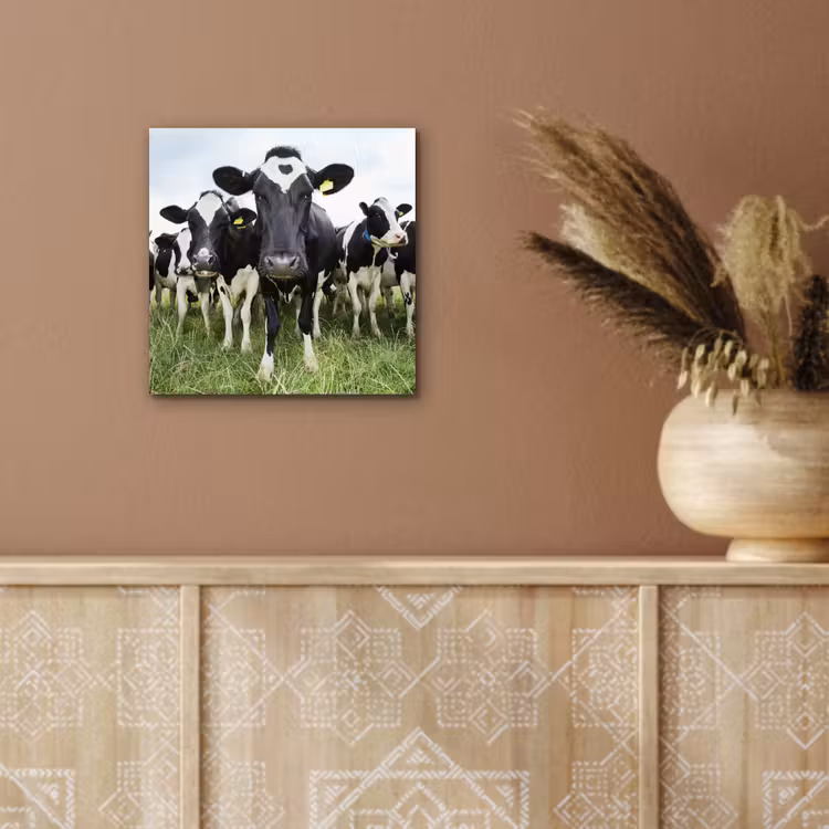 Koeien - Gras - Lente - Dieren - Weiland - Boerderij aluminium wit klein -sfeer4
