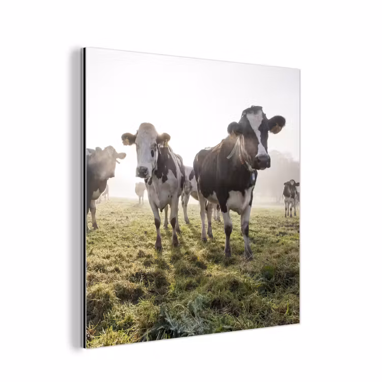 Koeien - Licht - Gras - Dieren aluminium wit klein -3d