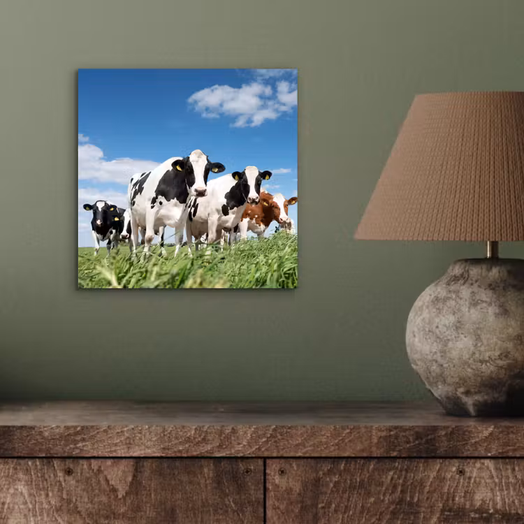 Koeien - Platteland - Weiland - Natuur - Dieren aluminium wit klein -sfeer2