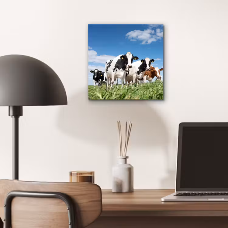 Koeien - Platteland - Weiland - Natuur - Dieren aluminium wit klein -sfeer5